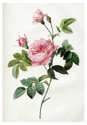 Роза безоружная (1817). Пьер-Жозеф Редуте. Почтовая открытка
