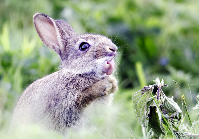 Купить Открытка Кролик в цветах в полный рост производства Myatashop в интернет-магазине Мята