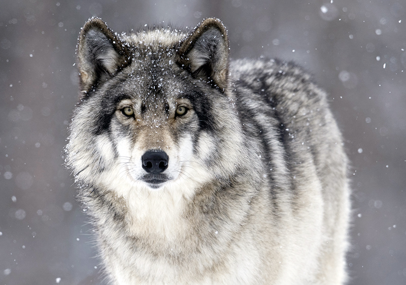 Открытки ну погоди Русаков набор открыток мультфильм заяц волк