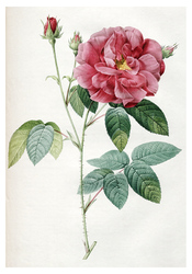 Шиповник французский лекарственный (1817). Пьер-Жозеф Редуте. Почтовая открытка