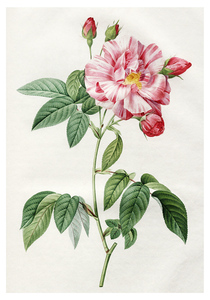 Шиповник французский пестрый (1817). Пьер-Жозеф Редуте. Почтовая открытка