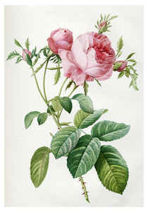 Роза столистная махровая (1817). Пьер-Жозеф Редуте. Почтовая открытка