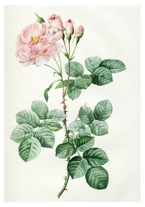 Дамасская розовая роза (1817). Пьер-Жозеф Редуте. Почтовая открытка