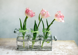 Розовые тюльпаны. Почтовая открытка