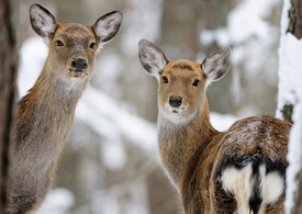 Пятнистые олени. Национальный парк «Орловское Полесье». Почтовая открытка