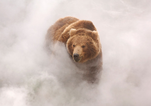 Медведь в Долине гейзеров. Кроноцкий заповедник. Почтовая открытка