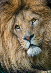 Портрет льва. Почтовая открытка