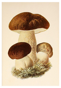 Белый гриб. Почтовая открытка