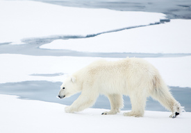 Белый медведь на Шпицбергене. Почтовая открытка