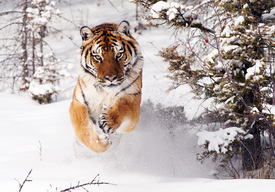 Тигр в снегу. Почтовая открытка