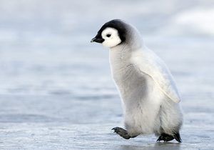 Пингвинёнок. Почтовая открытка
