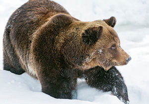 Бурый медведь в снегу. Почтовая открытка