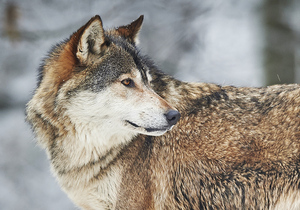Портрет волка. Почтовая открытка