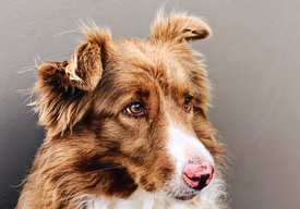 Портрет собаки. Почтовая открытка