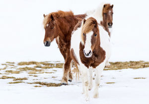 Три лошади на снегу. Почтовая открытка