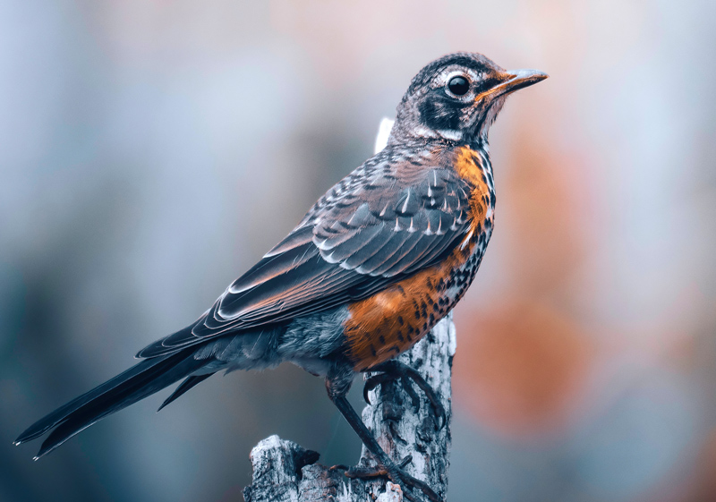 Странствующий дрозд - купить почтовую открытку