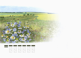 Флора России. Полевые цветы, немаркированный конверт. Формат С6, 162 х 114 мм