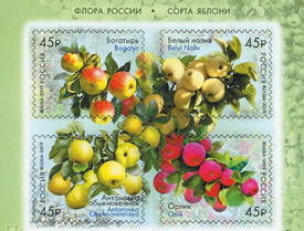 Флора России. Сорта яблони. Квартблок