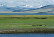 Монголия (набор из 13 почтовых открыток)