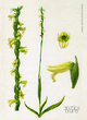 Орхидеи Урала (40 почтовых открыток в наборе)