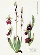 Орхидеи Урала (40 почтовых открыток в наборе)